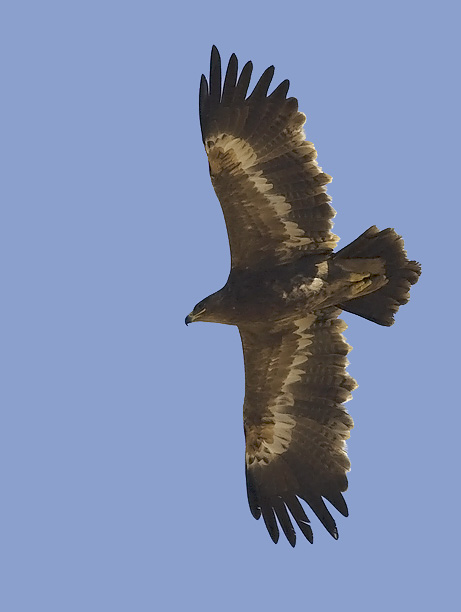 Arokotka, Steppe Eagle, Aquila nipalensis